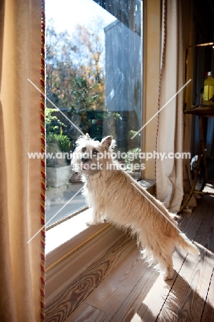 terrier mix standing in window, looking back over shoulder