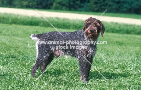 Cesky Fousek, as active hunting dog docked tail
