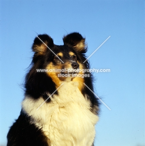 champion shetland sheepdog, portrait with a sky background