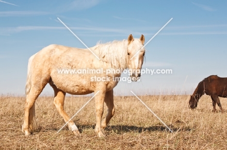 Morgan Horse side view