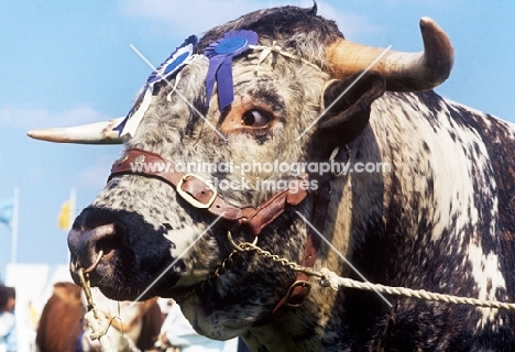 longhorn bull at a show