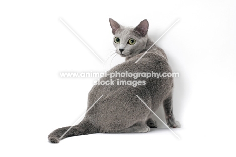 Russian Blue cat looking back on white background