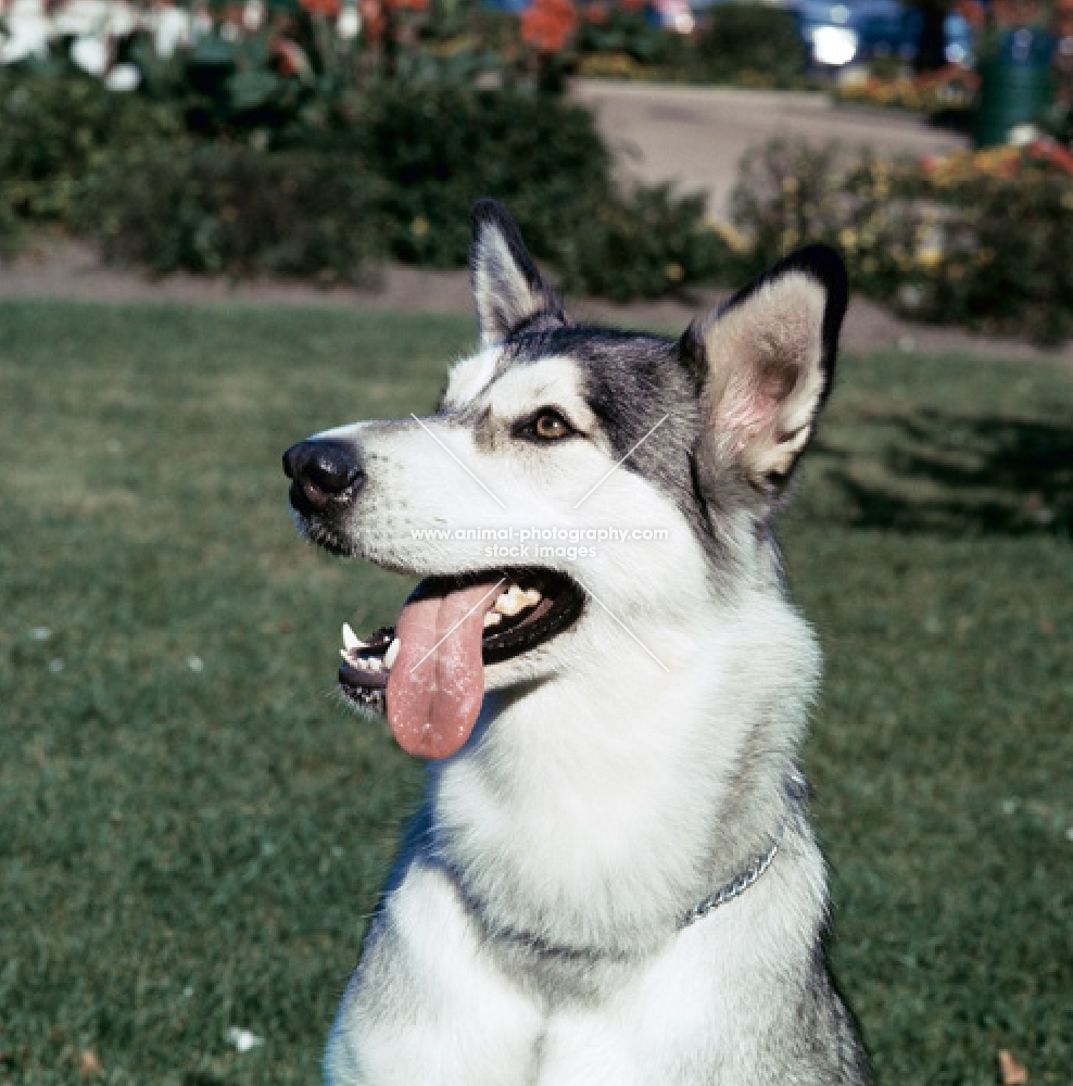 american champion alaskan malamute