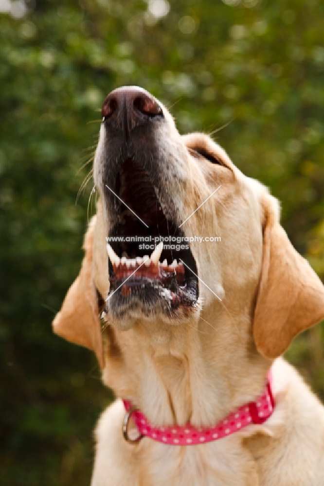 Labrador barking