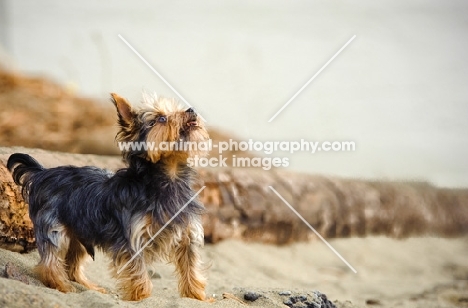 Yorkshire Terrier on beach