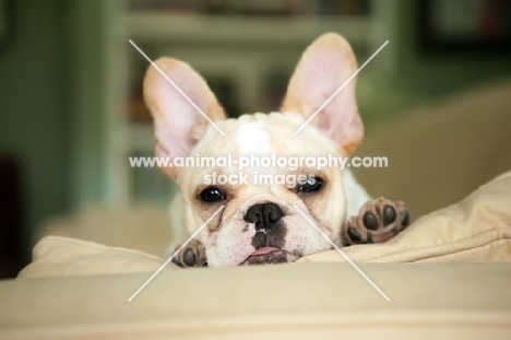 French Bulldog puppy, colour: honey pied