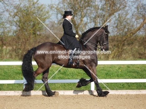 Friesian doing dressage