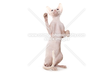 Sphynx kitten, four months old