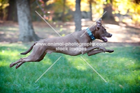 chocolate pit bull mix running through grass