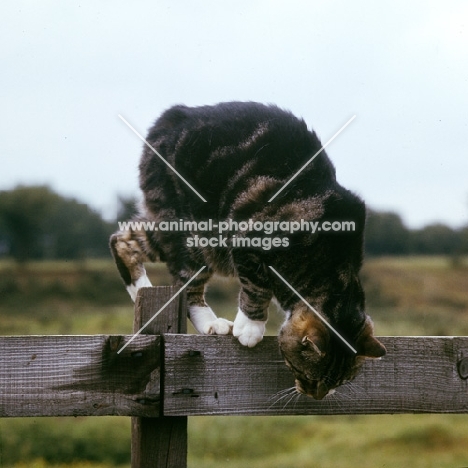 pet manx cat jumping off fence