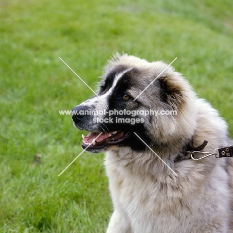 caucasian sheep dog (aka caucasian ovcharka), at a show, portrait