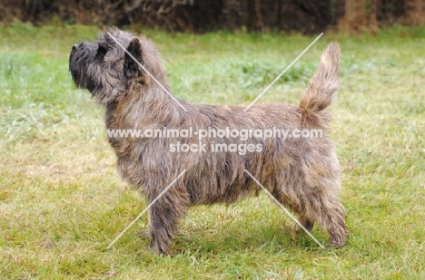 Cairn Terrier posed outside