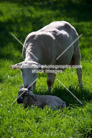 Swifter ewe and lamb