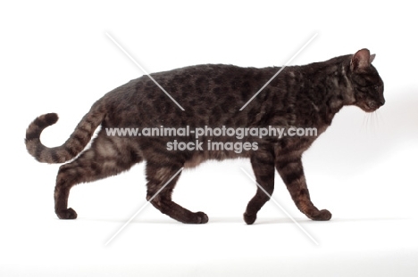 black spotted Safari cat, side view