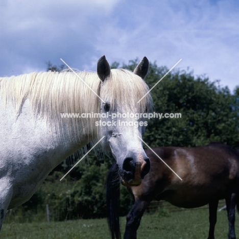Connemara mare, head and shoulder 