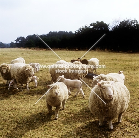 poll dorset cross sheep ewes with lambs 