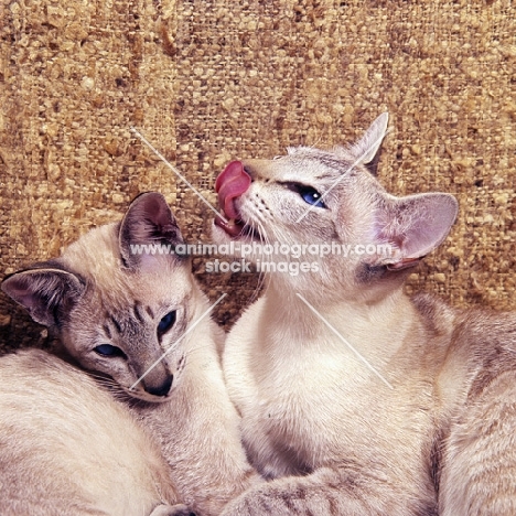two tabby point siamese cats, one licking lips  