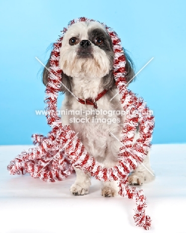 Shih Tzu with decoration