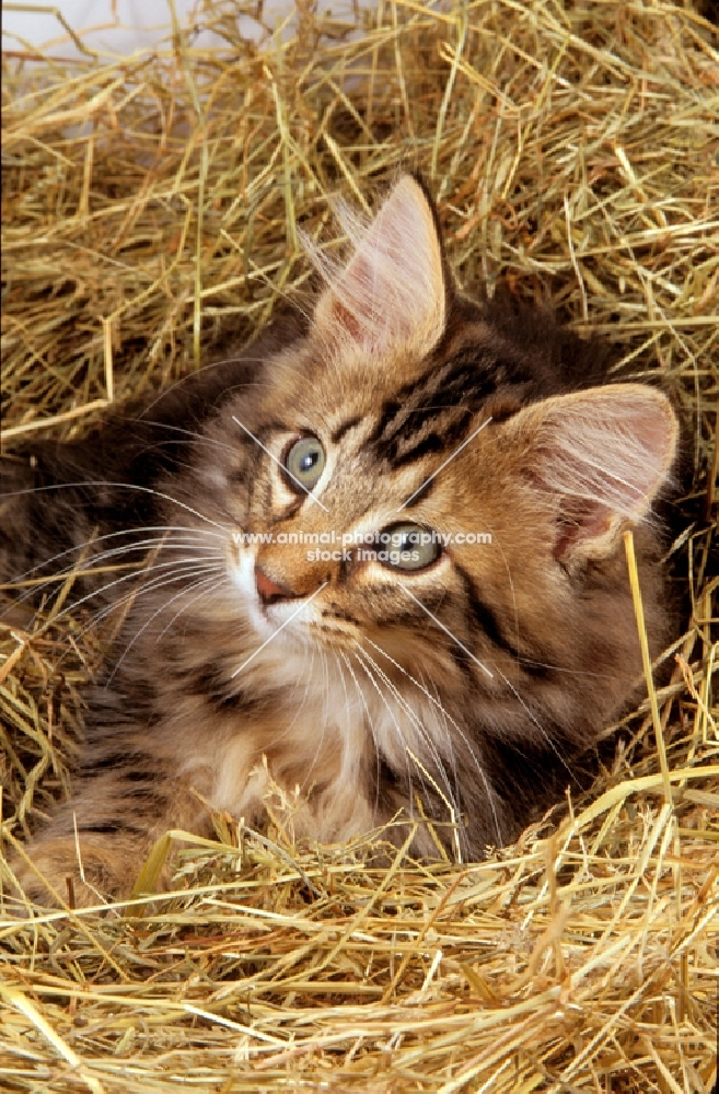 Norwegian Forest cat in straw