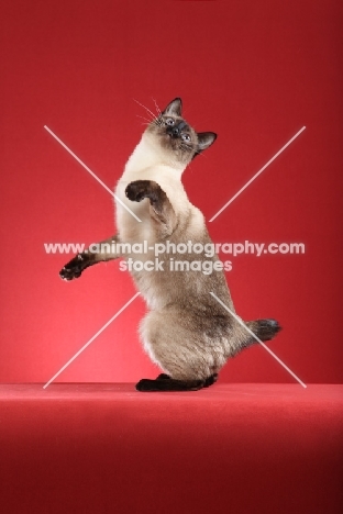 Mekong Bobtail standing on hind legs