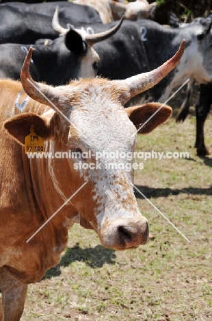 Nguni Cattle