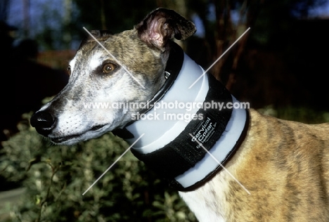greyhound wearing cervical collar after operation to stop dog licking stitches