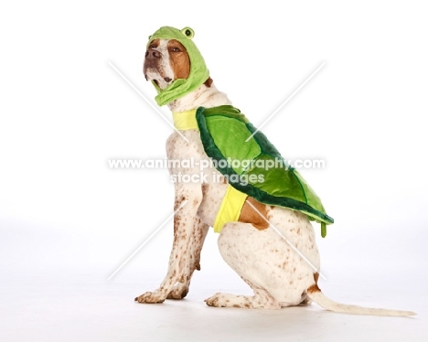 Pointer dressed up as a turtle