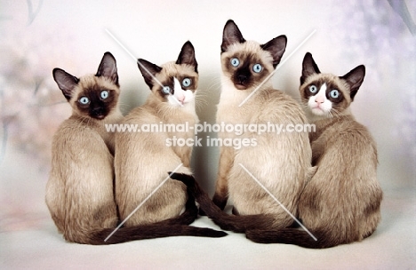 four snowshoe cats sitting down