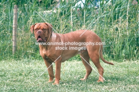 Dogue de Bordeaux on grass