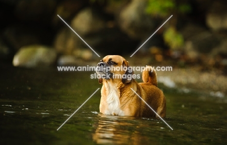 Puggle standing in water (beagle cross pug)