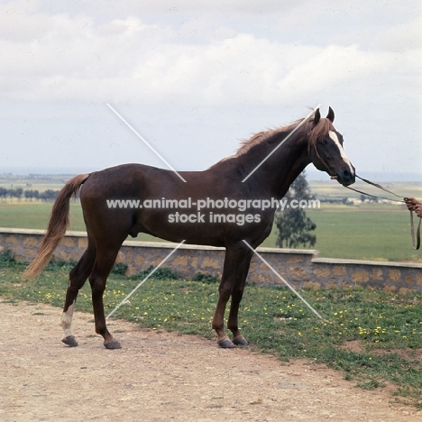 Jereime, Barb x Arab stallion at Souhalem