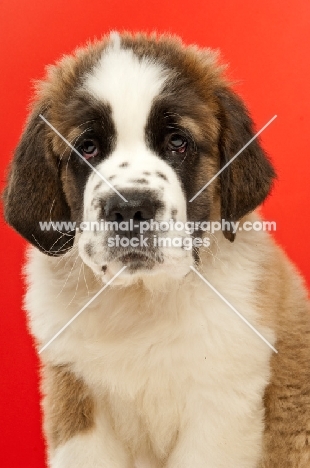 young Saint Bernard on red background