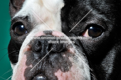 cute French Bulldog in green studio