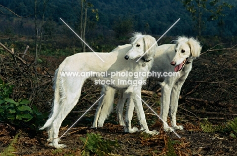 geldara amrita, geldara oberon, pair of salukis looking over their shoulder