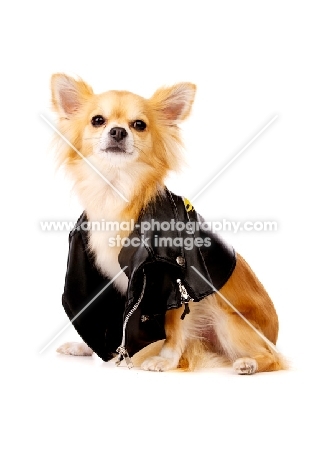 Long Haired Chihuahua isolated on a white background wearing a leather jacket
