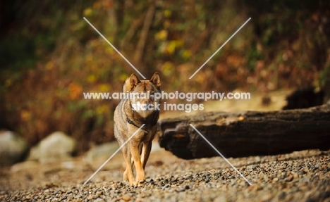 Shiba Inu walking on pebbles