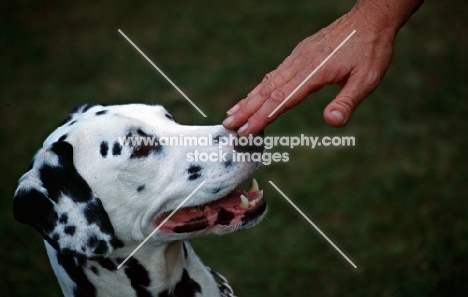 dalmatian, trainer touching  nose to say 'i mean you'  by sue hemmings
