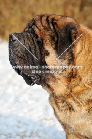 Mastiff