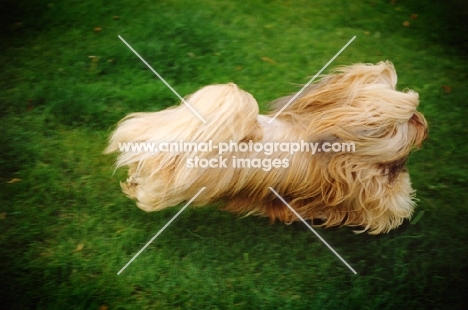 lhasa apso galloping at full stretch