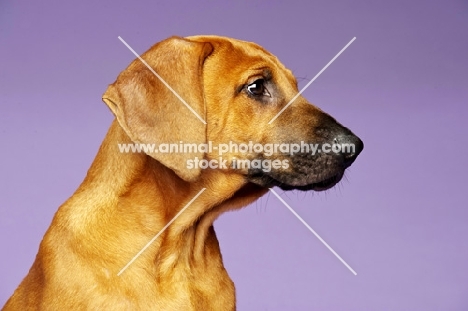 Rhodesian Ridgeback puppy profile