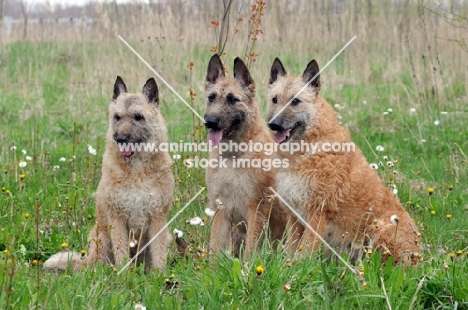 three Laekenois dogs (Belgian Shepherds), sitting down