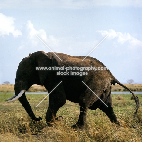 elephant walking in murchison falls np, africa