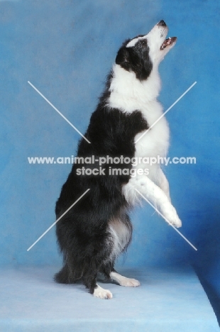 Border Collie standing on hind legs on blue background