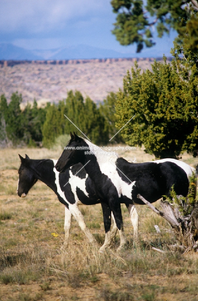 two pinto indian ponies walking together in new mexico