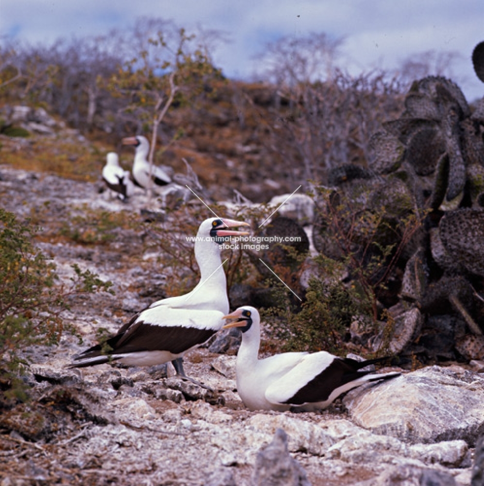 masked boobies at daphne island crater rim, galapagos islands