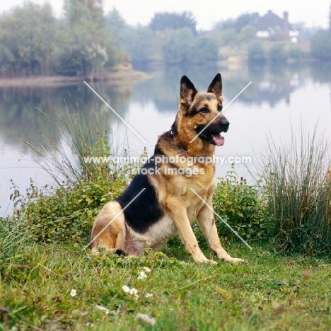 german shepherd dog on river bank