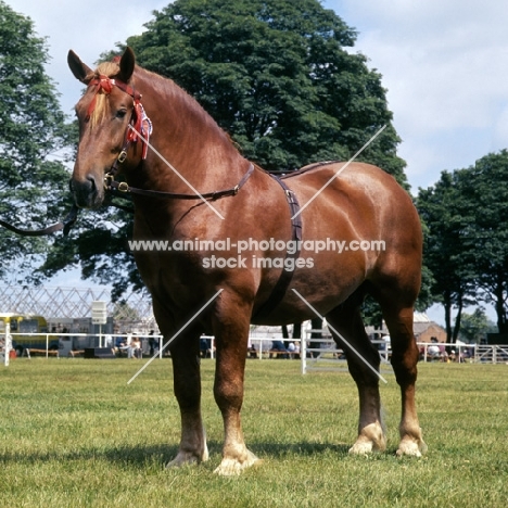 suffolk punch stallion at show