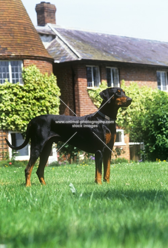 undocked dobermann side view