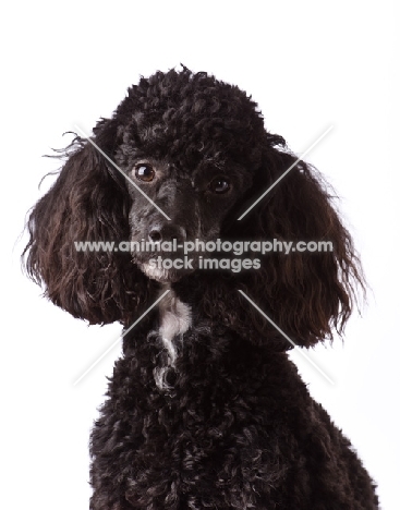 black miniature Poodle, head study