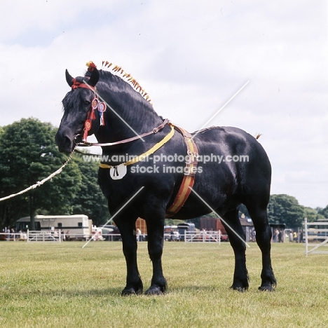 pinchbeck union crest, percheron stallion at a show 